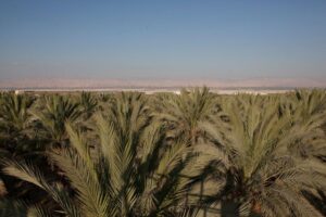 21743425_862551283920411_2708037563083289107_o