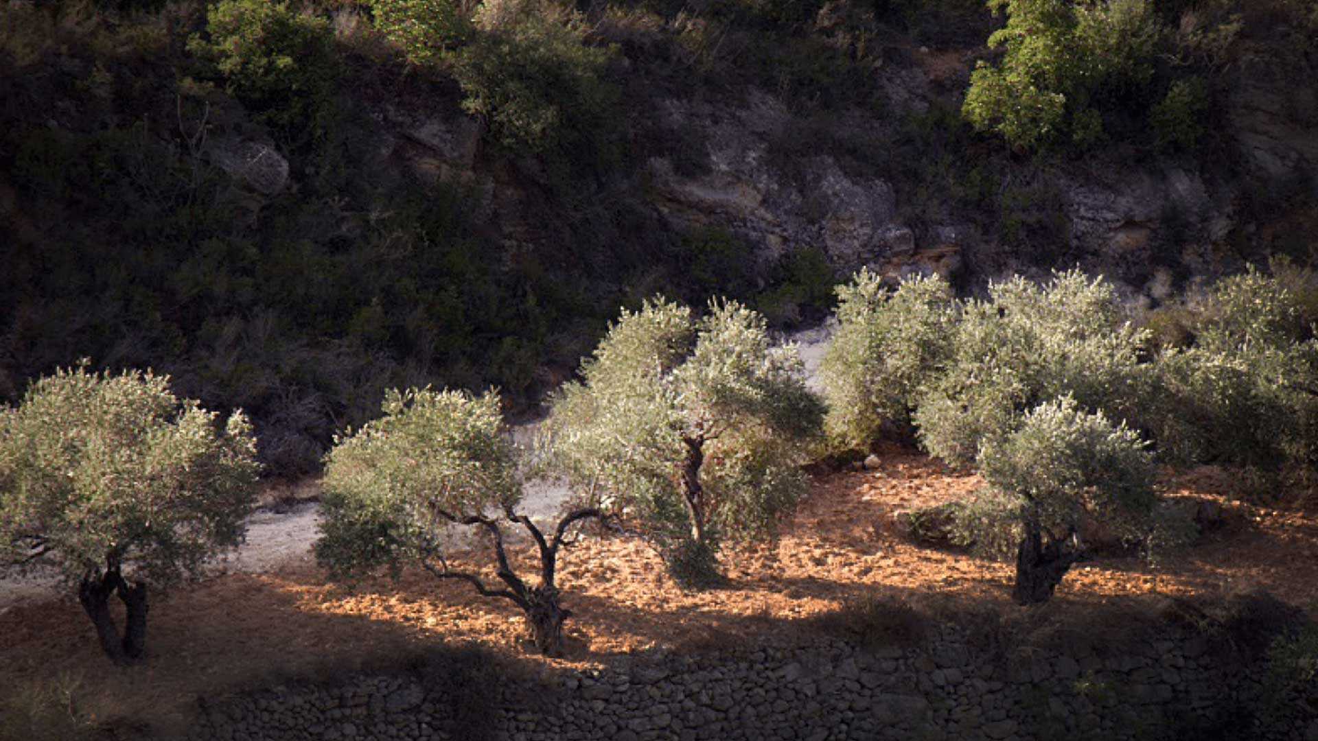 palestijnse-olijfbomen-olijfolie-bestellen