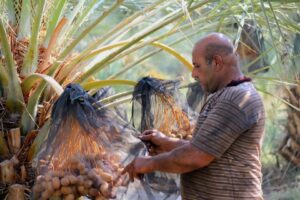 Fairtrade Palestijnse dadels kopen in Nederland en België