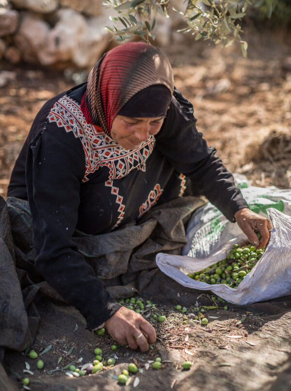 Olive-picker-lady-Fairtrade