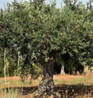 Ramadanbox Palestijnse Dadels (Jumbo)